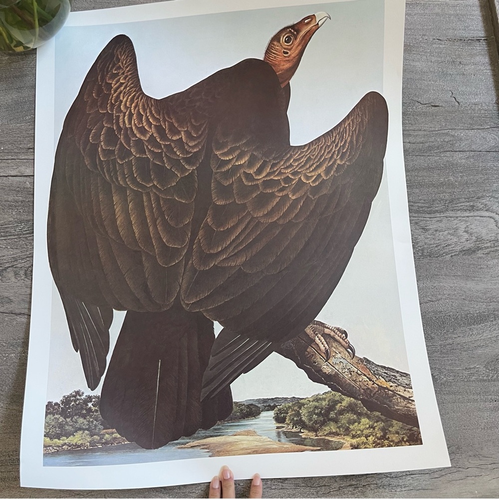 Turkey Vulture Poster - The Misfit of All Birds